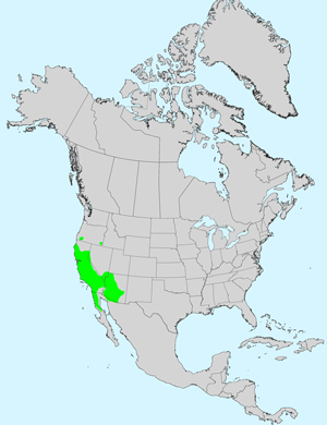 North America species range map for California Chicory, Rafinesquia californica: Click image for full size map.